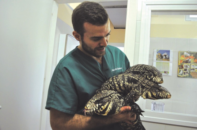 exotic pets: Dr Nic with some lizard patients