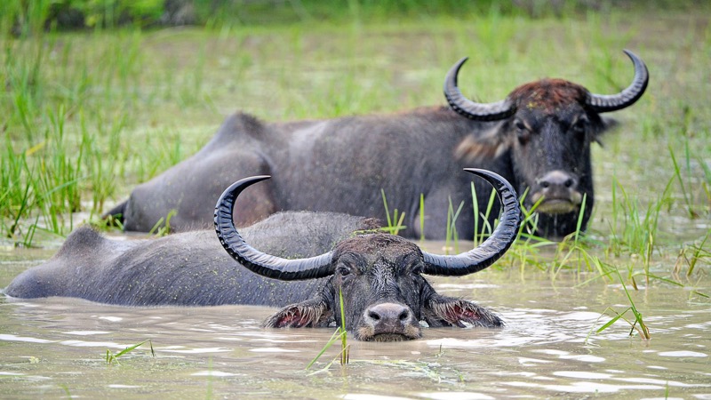 Sri Lanka: Water Buffalo wading in Yala National Park