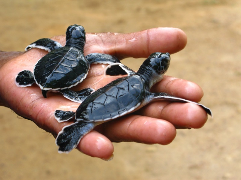 Newborn sea turtles in Ceylon, Sri Lanka