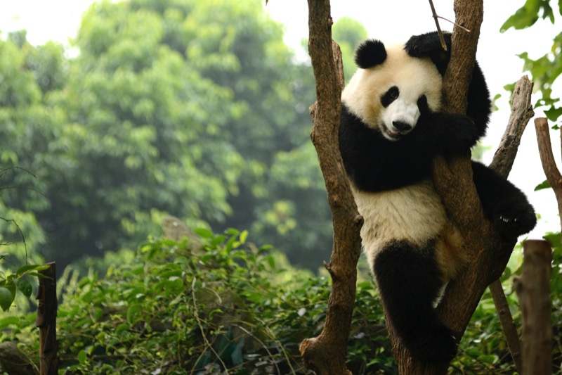 Visiting the pandas in Chengdu is a great option for family holidays