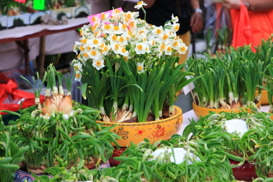 Chinese New Year in Macau: Enjoy the atmosphere of the Flower Market