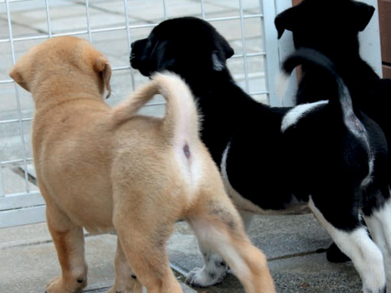History of animal charity, Hong Kong dog rescue