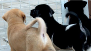Hong Kong Dog Rescue - Puppies
