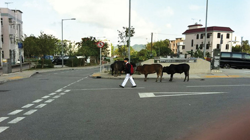 Sai Kung cows crossing the road