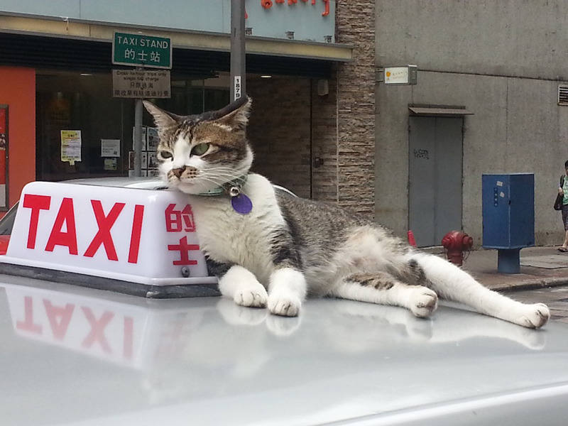 Kennedy Town - Ah Mui, the famous cat of Cadogan Street