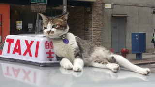Living in Kennedy Town Hong Kong - Ah Mui famous cat in Cadogan Street