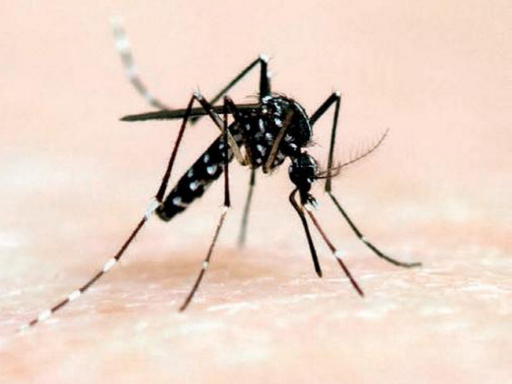 Dengue fever in Hong Kong, all you need to know to avoid the disease, Hong Kong