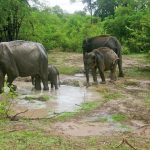 Elephants, safari, Udawalawe National Park, Sri Lanka