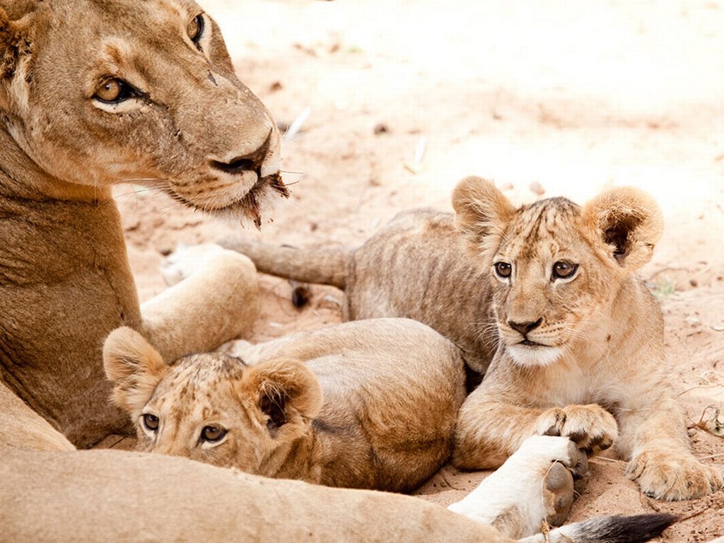 A mother lion and her cubs on an afternoon laze