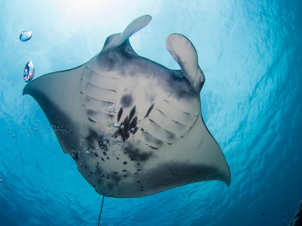 Close up and personal to the one of many mantas