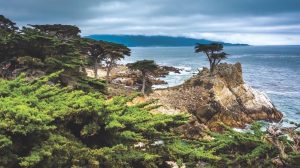 America Pacific Coast Lone Cypress