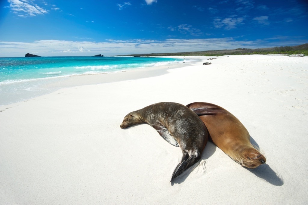 Iconic wildlife destinations such as the Galapagos Islands are found in Latin America