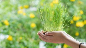 Wheatgrass is believed to have many benefits