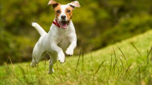 There are plenty of dogs parks in Hong Kong to cavort with your canine companion