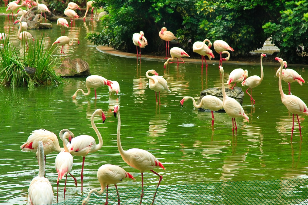 Best parks and playgrounds Hong Kong: Flamingos are a highlight of Kowloon Park