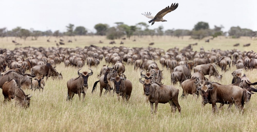Tanzania plays host to the spectacle of the Great Migration