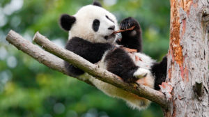 Chengdu is renowned for its panda population
