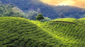 Tea country in Sri Lanka