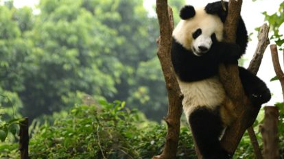 Visiting the pandas in Chengdu is a great option for family holidays from Hong Kong