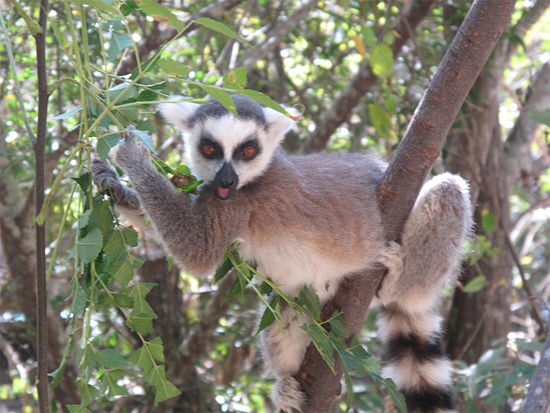 image of monkey in Madacasgar