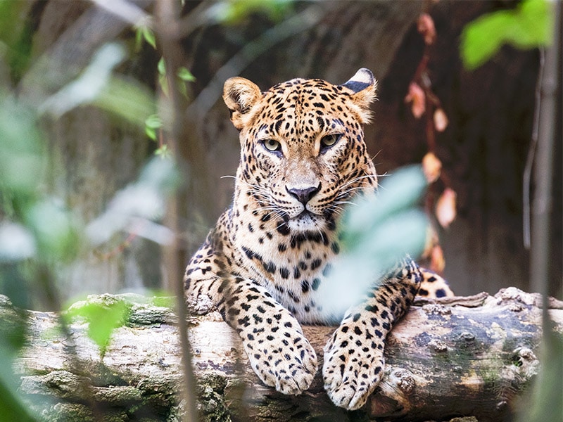 Sri Lanka lightfoot leopard