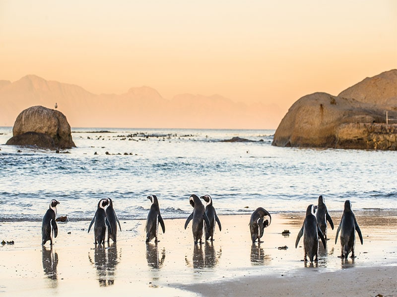 image of penguins in Cape Town, South Africa