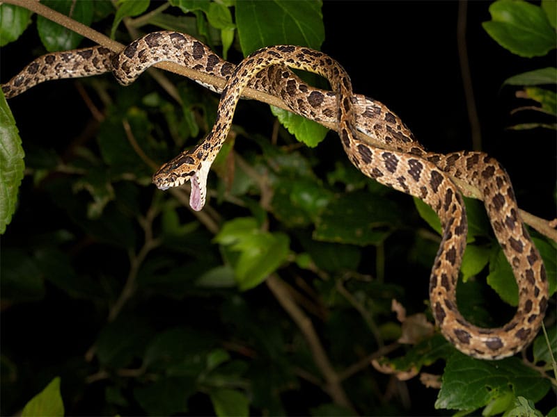 Hong Kong Wildlife - Spotted cat snake