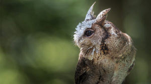 image of collared scops owl, an example of the wildlife in Hong Kong