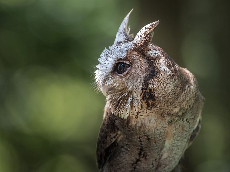 collared scops owl Hk Wildlife
