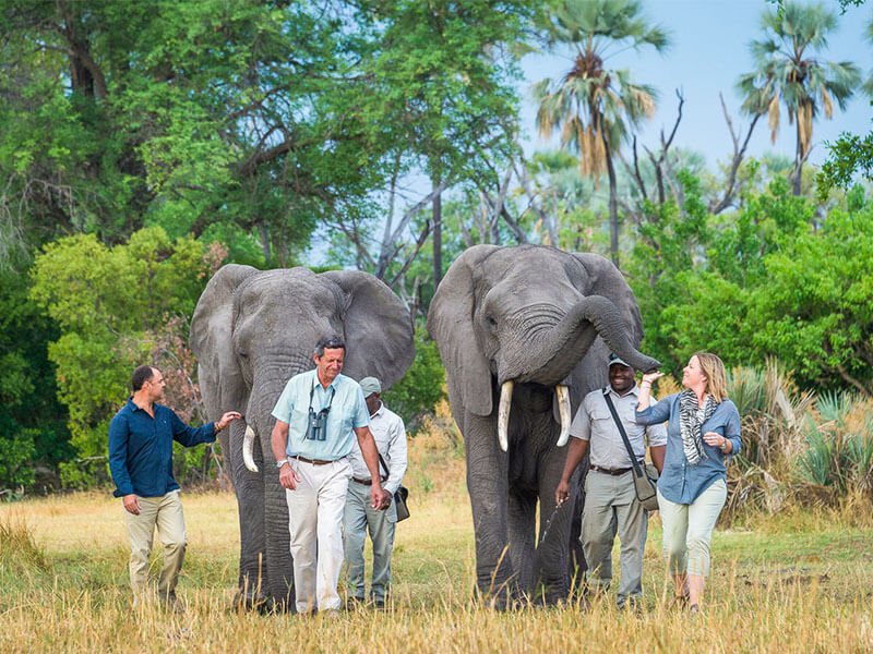 Okavangu elephants