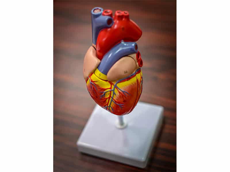 Pfizer heart model