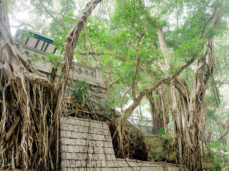 Sai Ying Pun trees