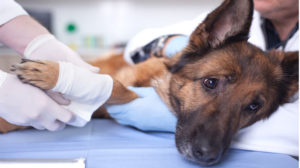 24-hour vet: animal emergency