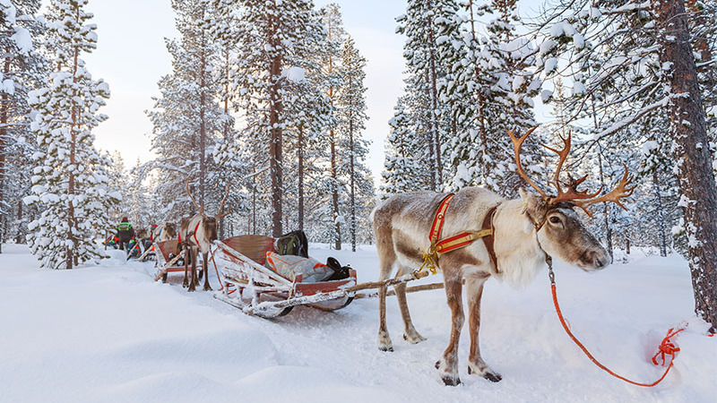 Picture of Christmas in Sweden for web article on Christmas holiday ideas - reindeers in the snow
