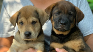 Animals for adoption: cute pups Oscar & Otis