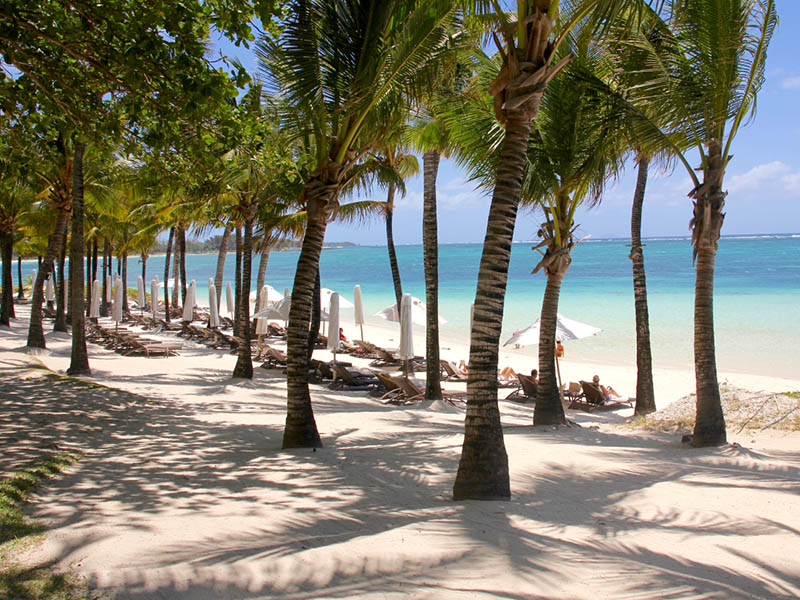 Mauritius - palms on a beach