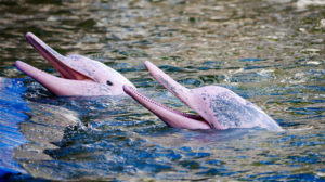 Pink dolphin