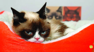 Grumpy cat for Trivia Thursday questions on the internet