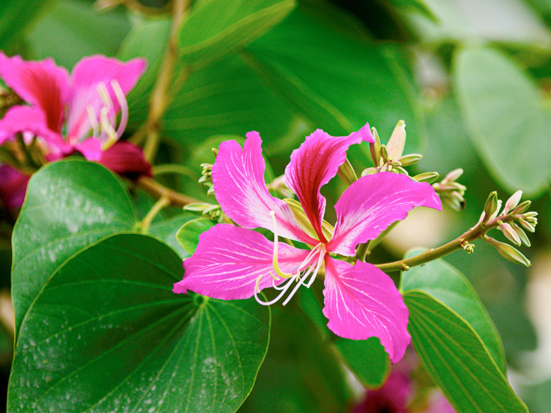 The Bauhinia flower