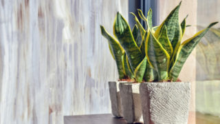 Snake plant - eco-friendly for the bedroom