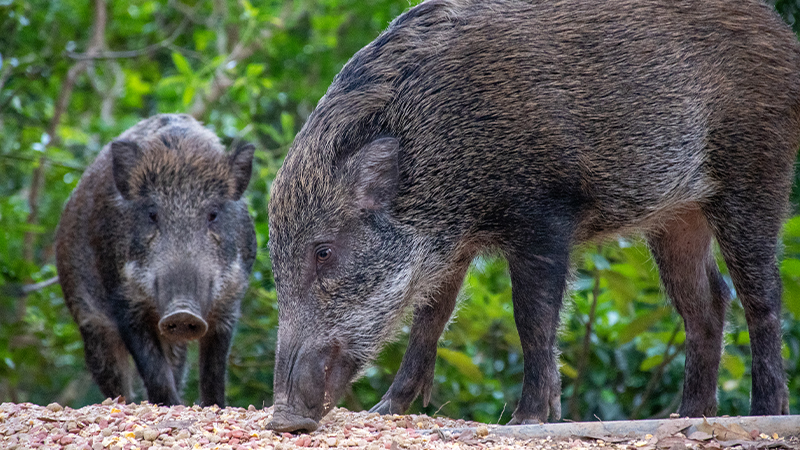 animals of hong kong - wild boar