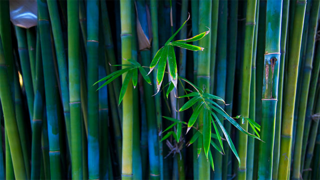 World Bamboo Day, Bamboa Home