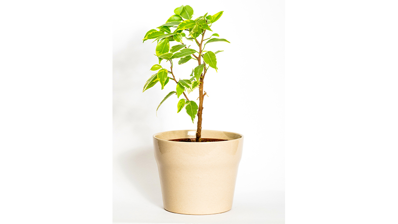 best plants for balconies - Ficus Microcarpa pot plant