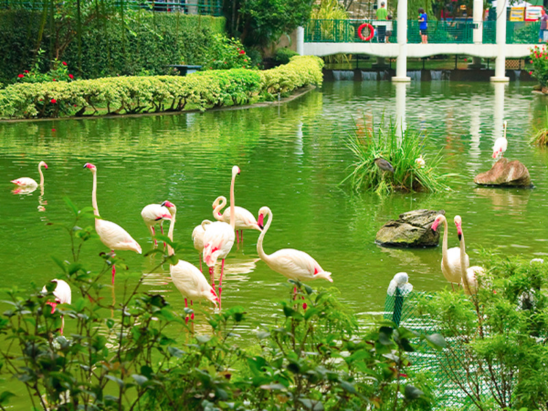 Outdoor activities for family in Hong Kong - flamingos at Kowloon Park