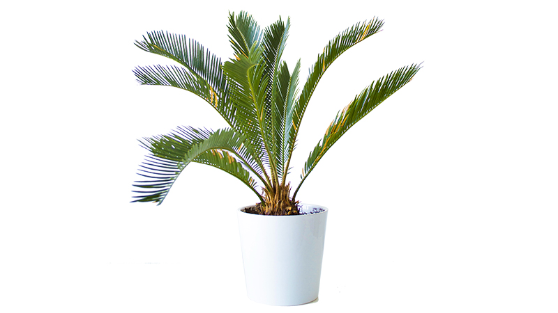 best outdoor plants for rooftops -Sago palm