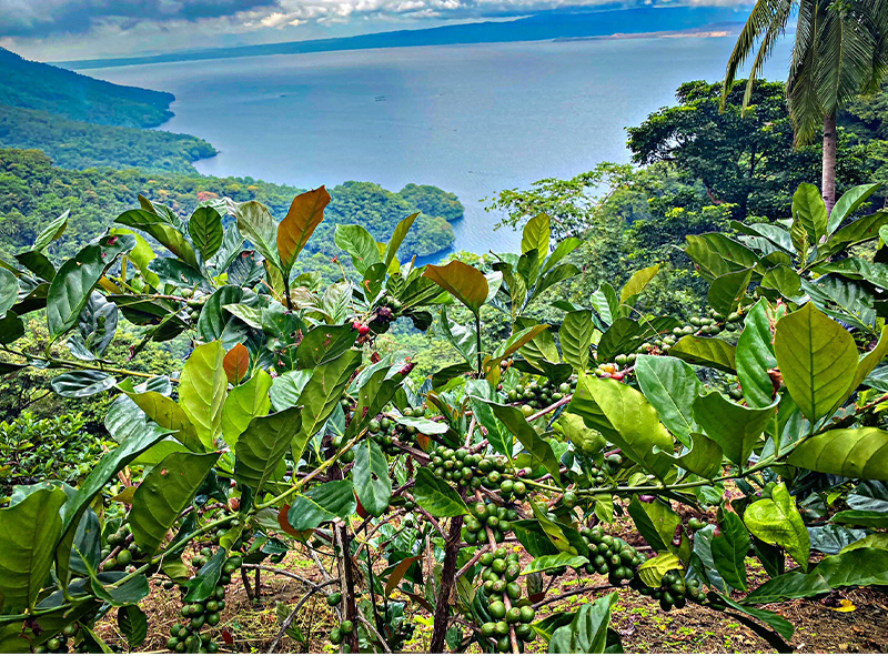 Hinitan plantation farm - coffee beans