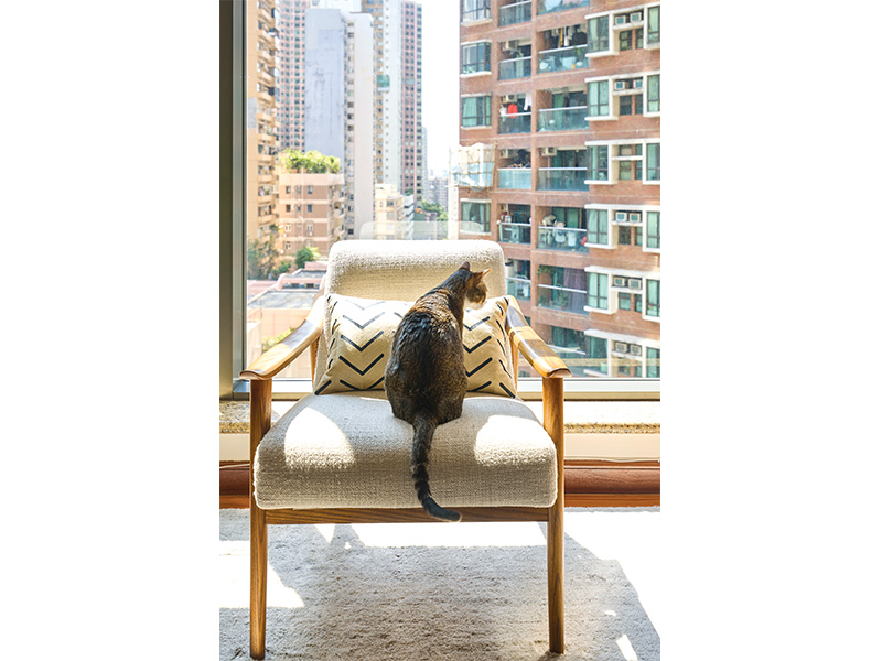 Cat in Hong Kong apartment