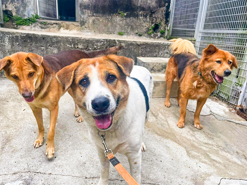 Dog rescue charity in Hong Kong - Sai Kung Stray Friends Foundation
