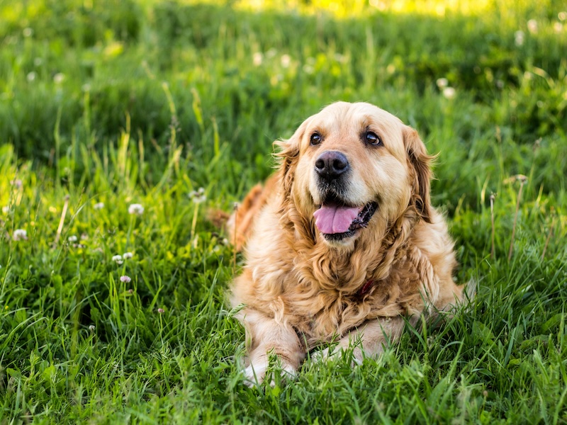 how to care for a senior dog, pet central